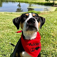 adopt a pet