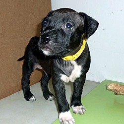 Thumbnail photo of Steven-Adopted! #3