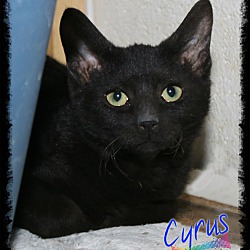 Thumbnail photo of Cyrus #3