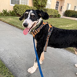 Photo of chase