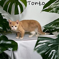 Photo of Tonto