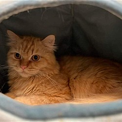 Thumbnail photo of Rory Katter (must be adopted with Rowan) #3