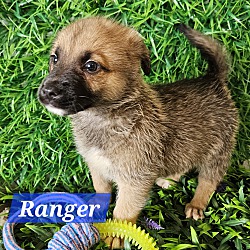 Photo of Ranger