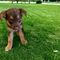 Photo of Cookie Pup 1(boy)  aka Bronco