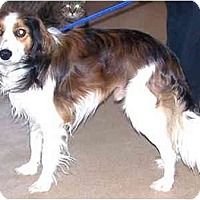 Toronto Gta On Spaniel Unknown Type Meet Shay Kooiker Breed A Pet For Adoption