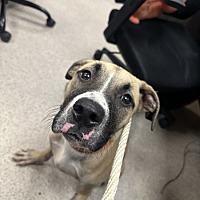 adopt a pet