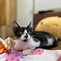 adopt a pet