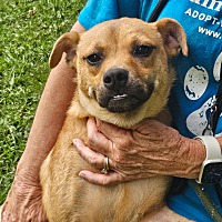 adopt a pet