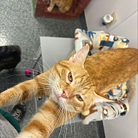 adopt a pet