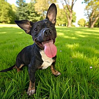adopt a pet