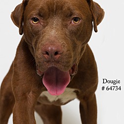 Thumbnail photo of Dougie  (Foster) #4