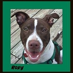 Thumbnail photo of Roxie #1