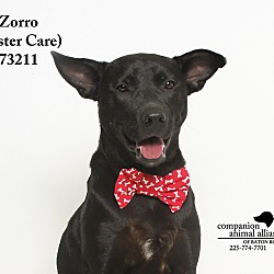 Thumbnail photo of Zorro  (Foster Care) #1