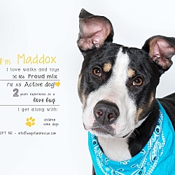 Thumbnail photo of Maddox #1