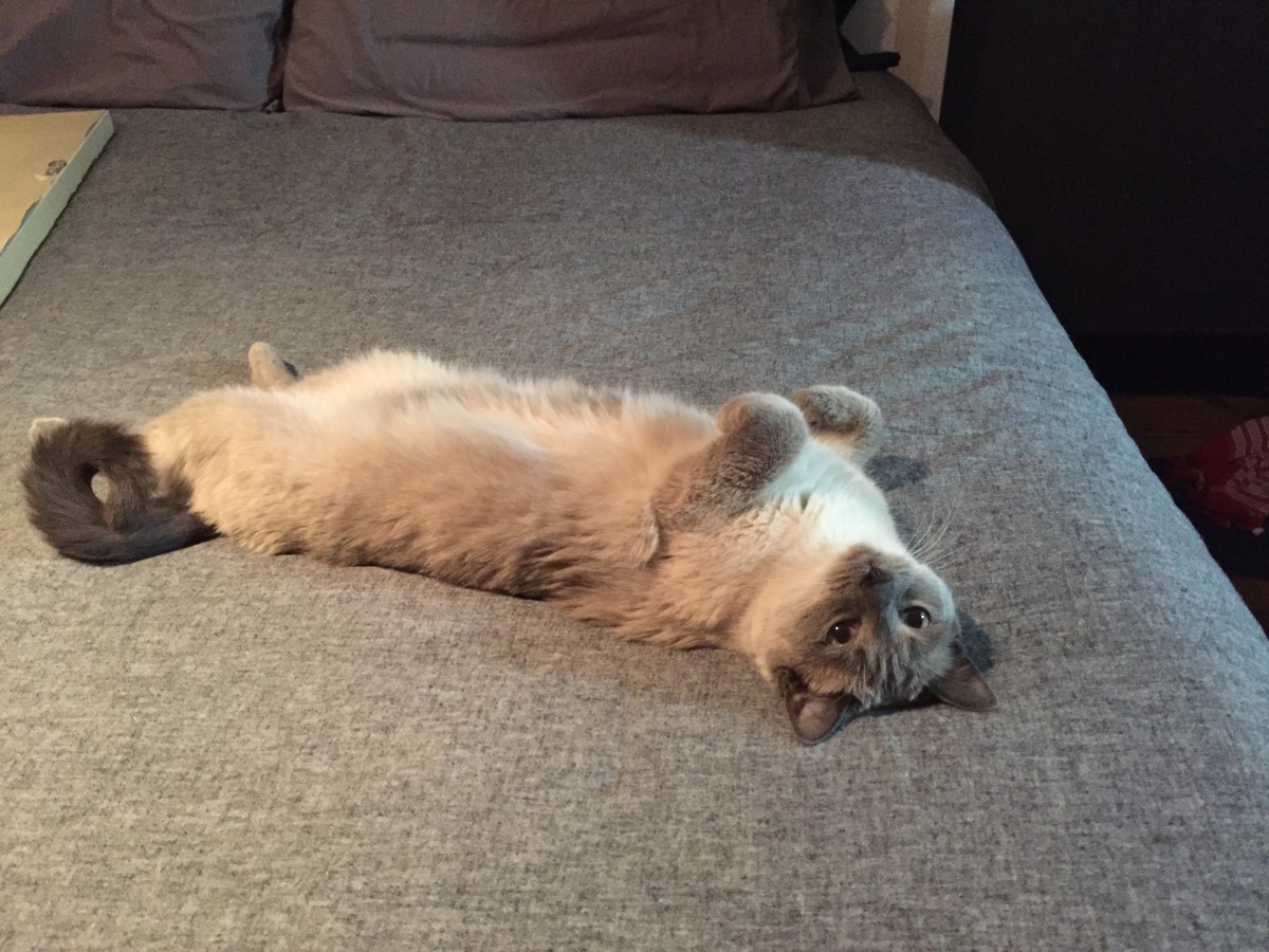 Portsmouth Nh Ragdoll Meet Leone A Pet For Adoption