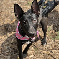 adopt a pet com