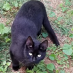 Thumbnail photo of zz 'Big Ears' courtesy listing #2