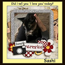 Thumbnail photo of Shammy & Sashi Lap Kittens! #3
