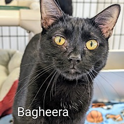 Photo of Bagheera