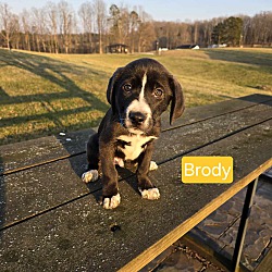 Photo of Brody