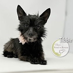 Thumbnail photo of Tibbie #1