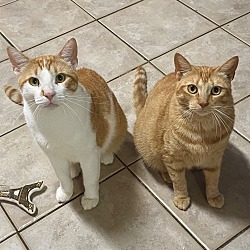 bonded pet photo