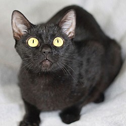 Thumbnail photo of Barbie - SEE ME @ PETCO & ADOPT FOR $50! #4