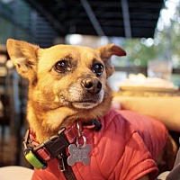 adopt a pet