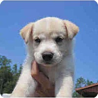 West Warwick Ri Siberian Husky Meet Husky Shepherd Mix Puppies A Pet For Adoption