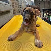 adopt a pet