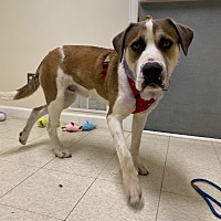 adopt a pet