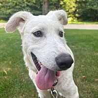 adopt a pet