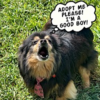 adopt a pet