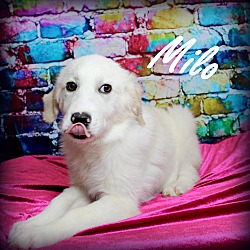 Thumbnail photo of Milo~adopted! #2