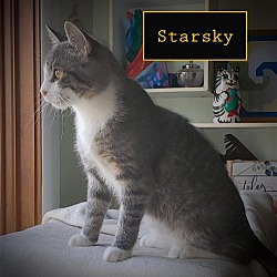 Thumbnail photo of Starsky & Hutch- Bonded pair #3