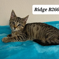 Thumbnail photo of Ridge B266 #2