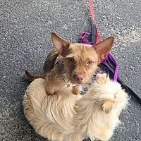 adopt a pet