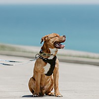 adopt-pet