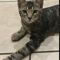 adopt-pet