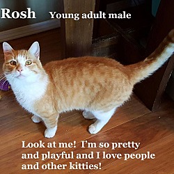 Thumbnail photo of Rosh #2