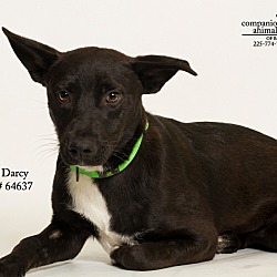 Thumbnail photo of Darcy  (Foster) #1