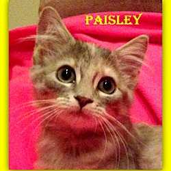 Thumbnail photo of Paisley (CourtesyListing) #2