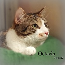 Thumbnail photo of Octavia #1