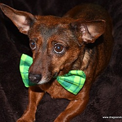 Thumbnail photo of Snickers-6 yrs,7 pds, $250 fee #2