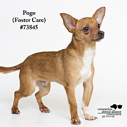 Thumbnail photo of Pogo  (Foster Care) #2