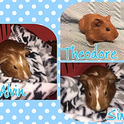 Photo of Alvin, Simon, & Theodore