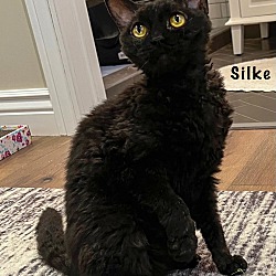Thumbnail photo of Silke #2