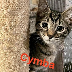 Thumbnail photo of Cymba (Gray Tab)(Female) #1