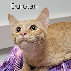 Photo of Durotan