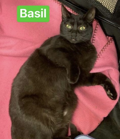 Thumbnail photo of Basil #1